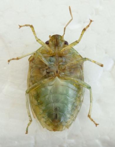 Banasa lenticularis